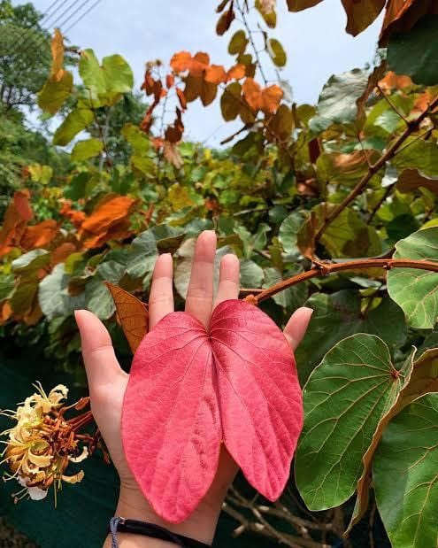 Goldleaf Bauhinia Phanera Aureifolia