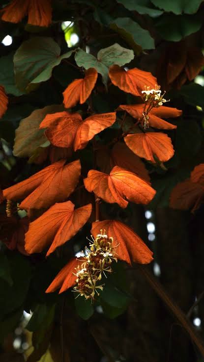 Goldleaf Bauhinia Phanera Aureifolia