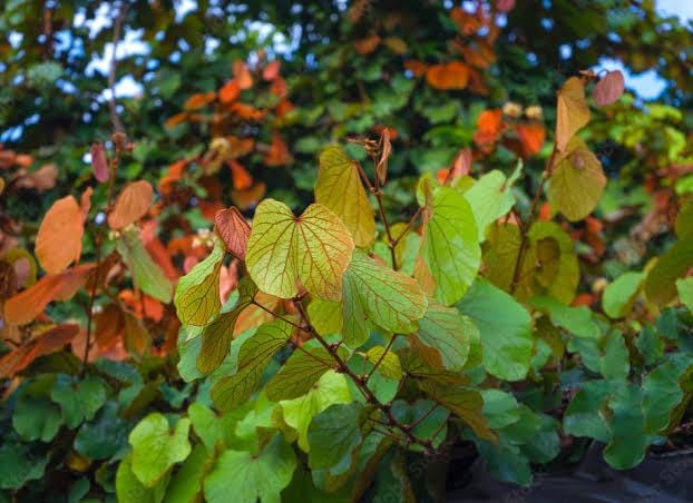 Goldleaf Bauhinia Phanera Aureifolia