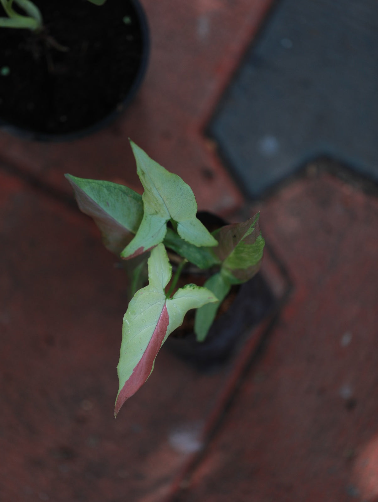 Syngonium Pink Salmon 'Strawberry Milkshake'