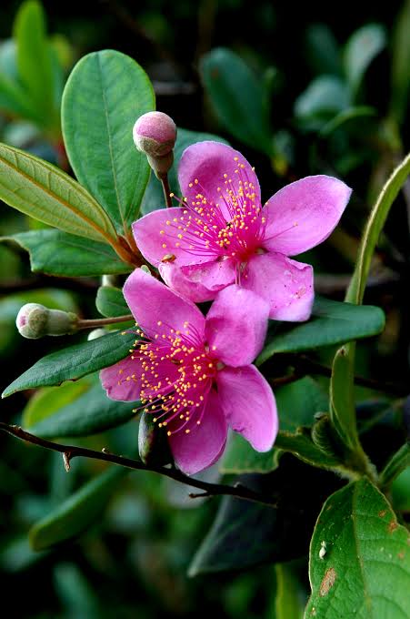 Rose Myrtle / Rhodomyrtus Tomentosa