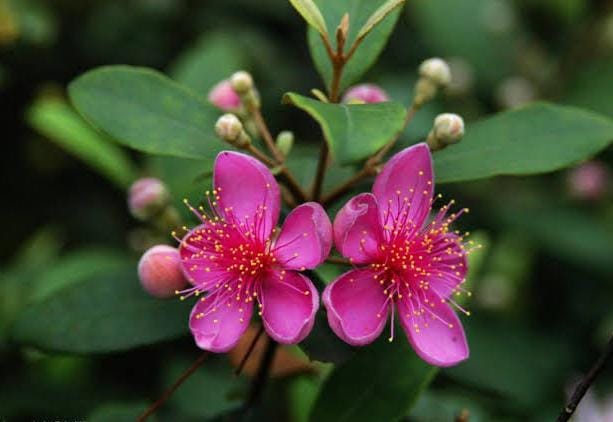 Rose Myrtle / Rhodomyrtus Tomentosa