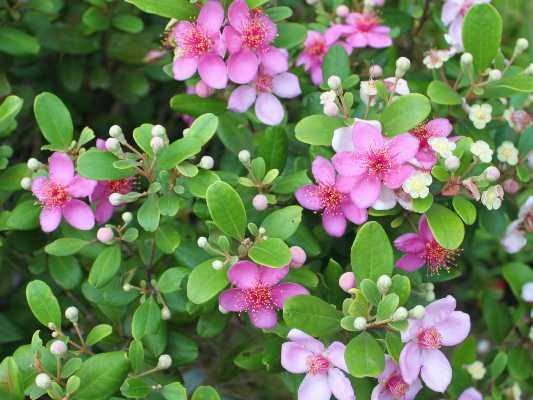 Rose Myrtle / Rhodomyrtus Tomentosa