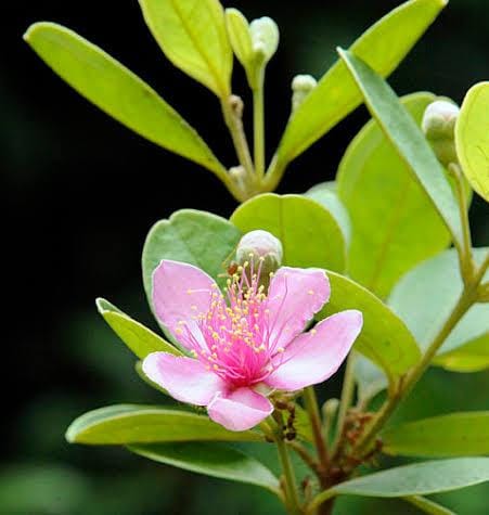 Rose Myrtle / Rhodomyrtus Tomentosa