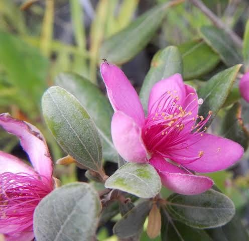 Rose Myrtle / Rhodomyrtus Tomentosa