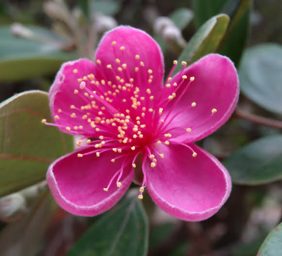 Rose Myrtle / Rhodomyrtus Tomentosa