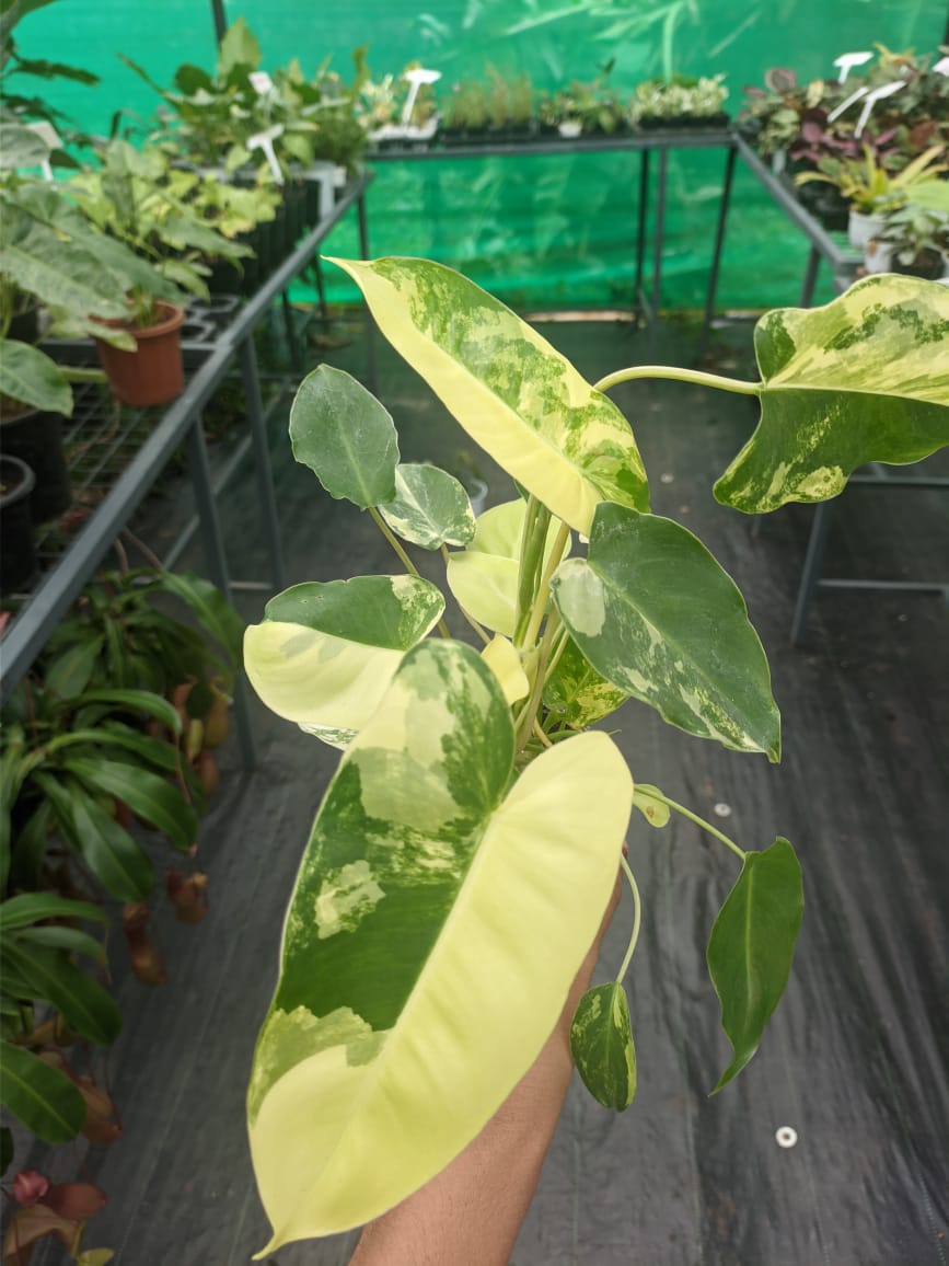 Philodendron Burle Marx Variegated 'Bushy'