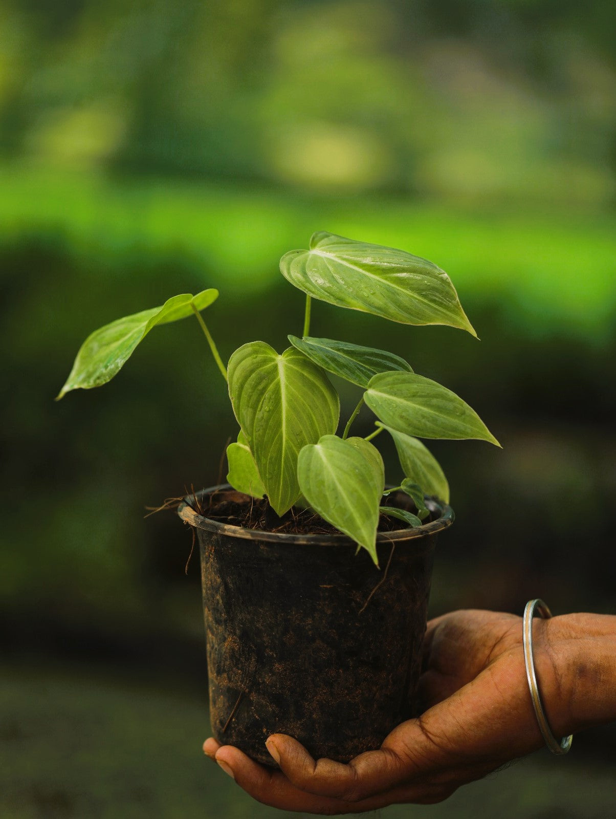 Philodendron Gloriosum Big