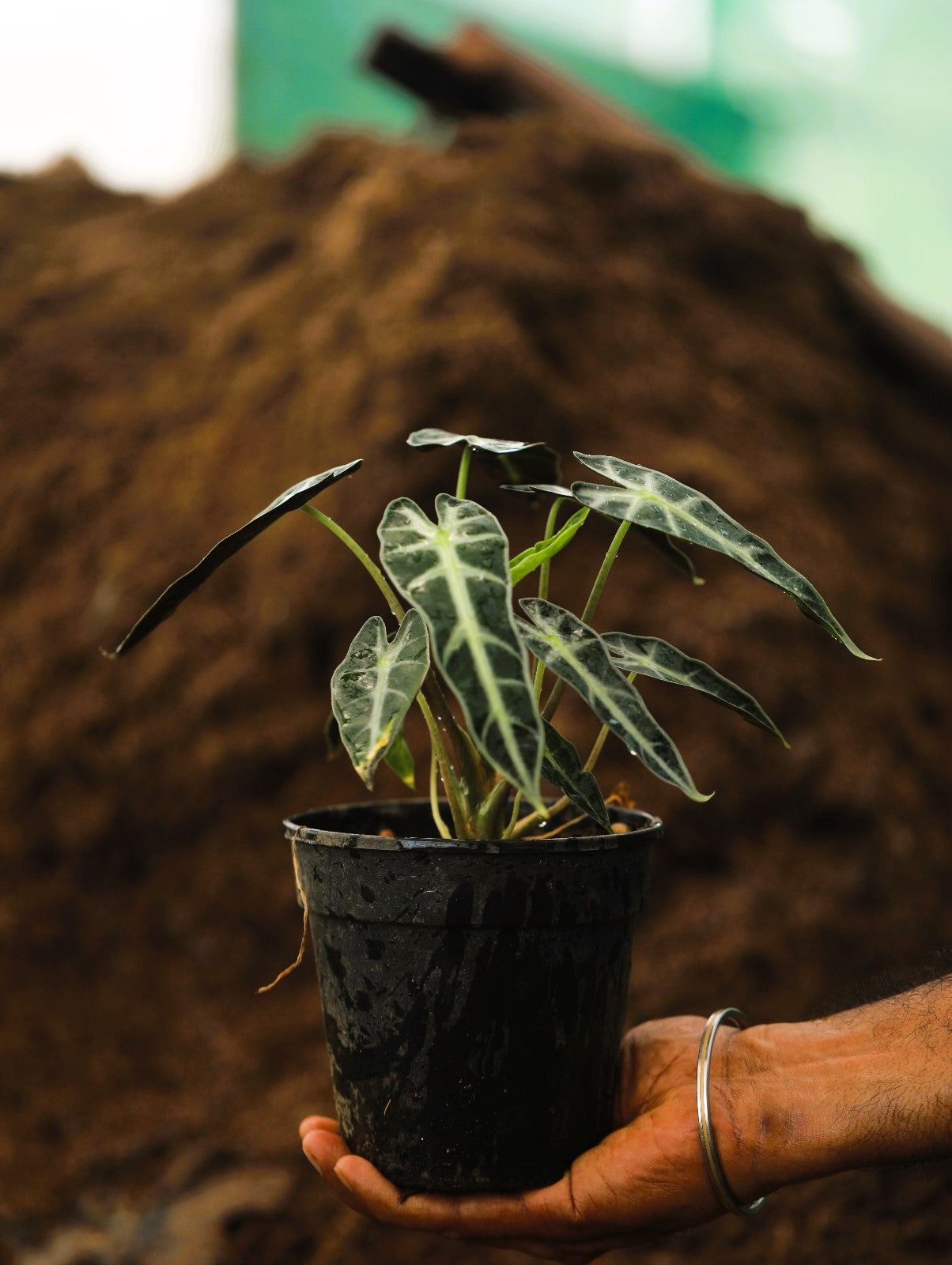 Alocasia amazonica bambino arrow