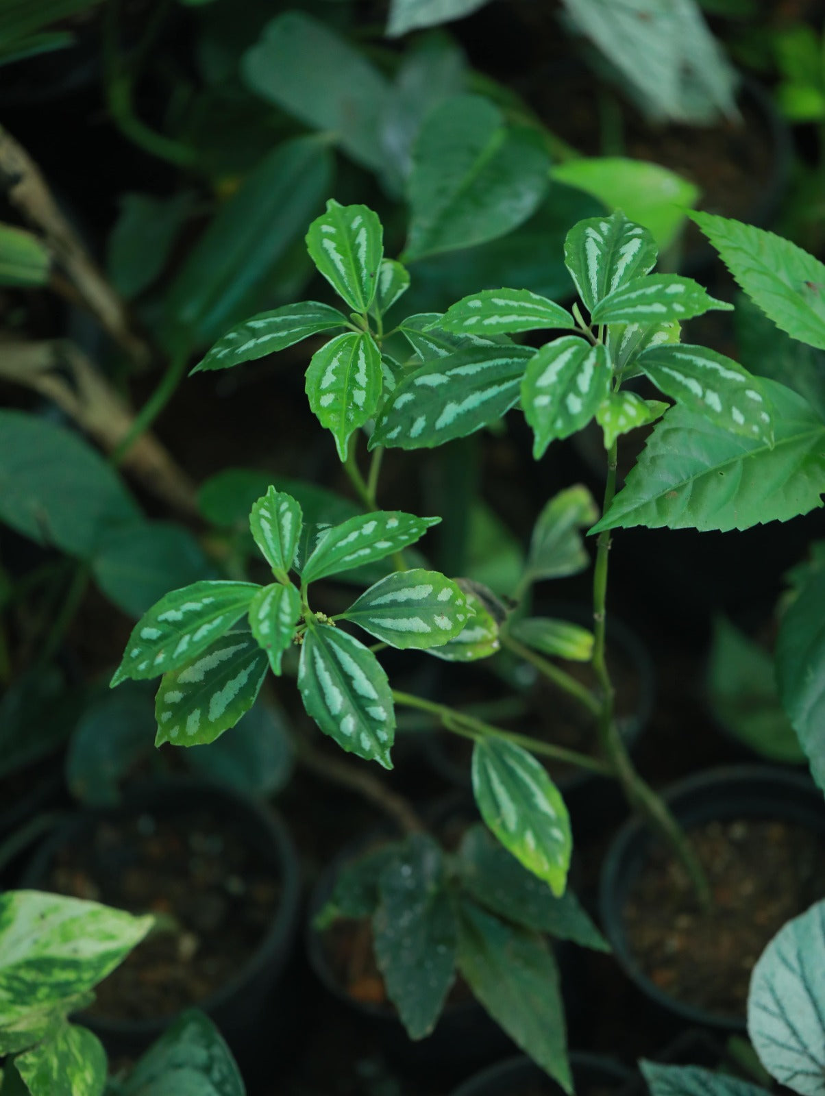 Pilea Cadierei