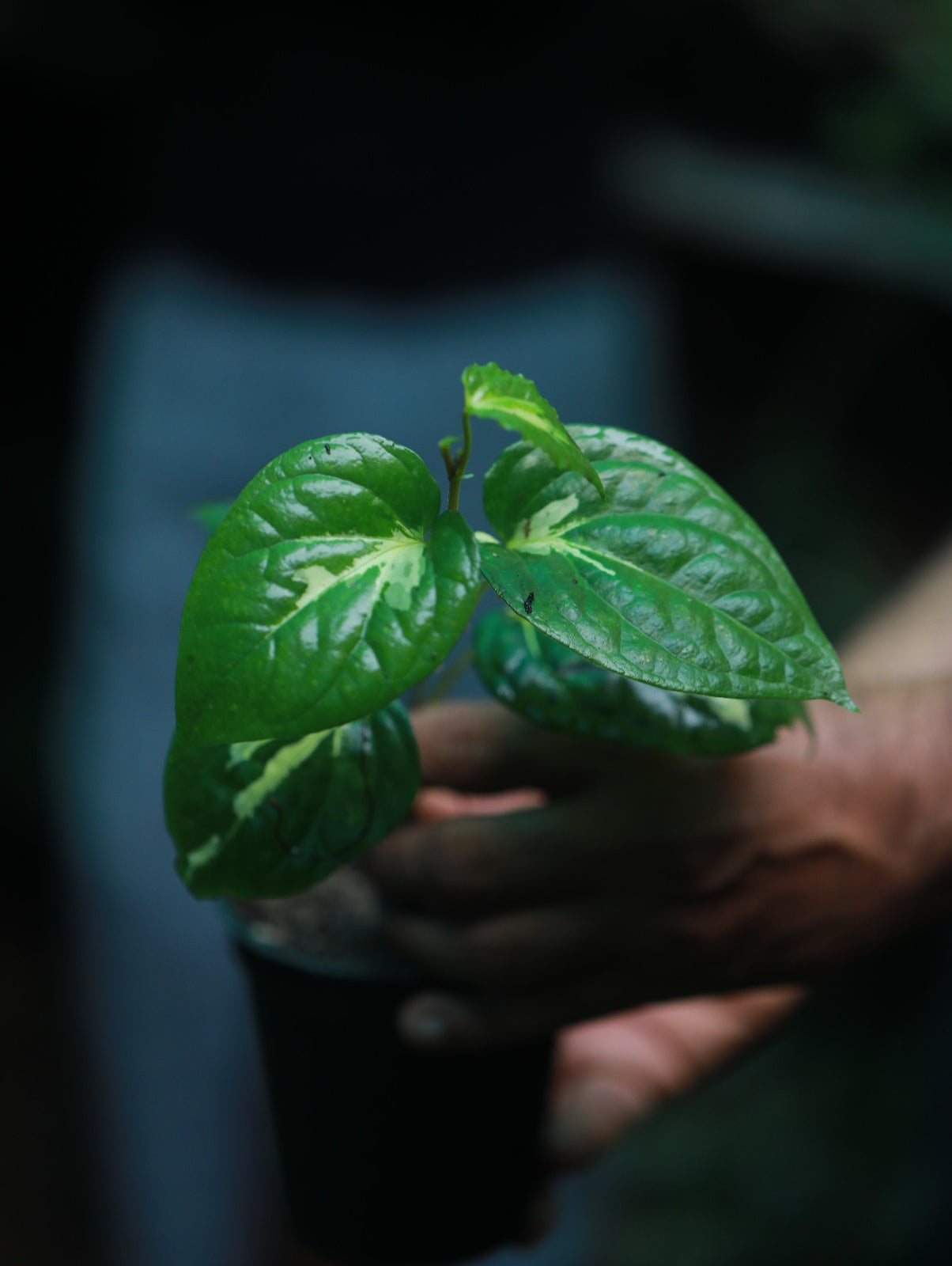 Variegated Betel Leaf Maghai Paan