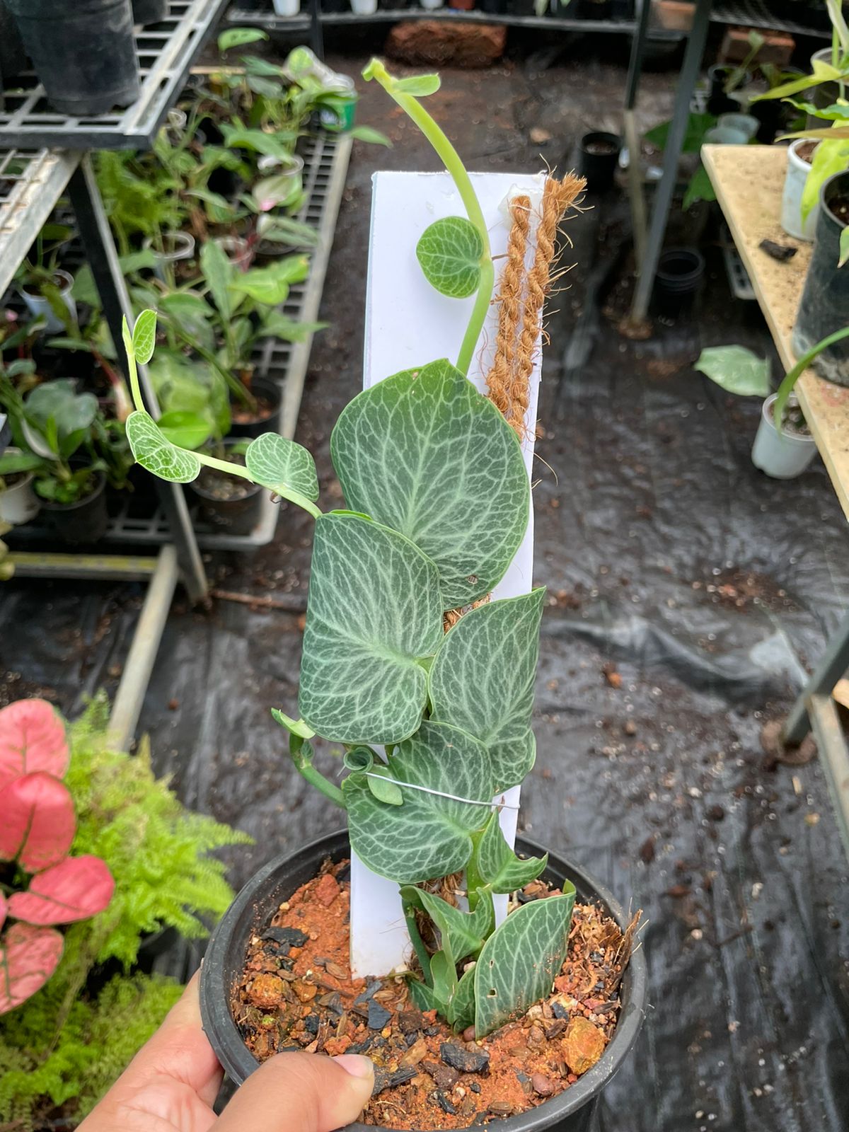 Rhaphidophora Cryptantha: Buy Plant Online In India – Growcerys