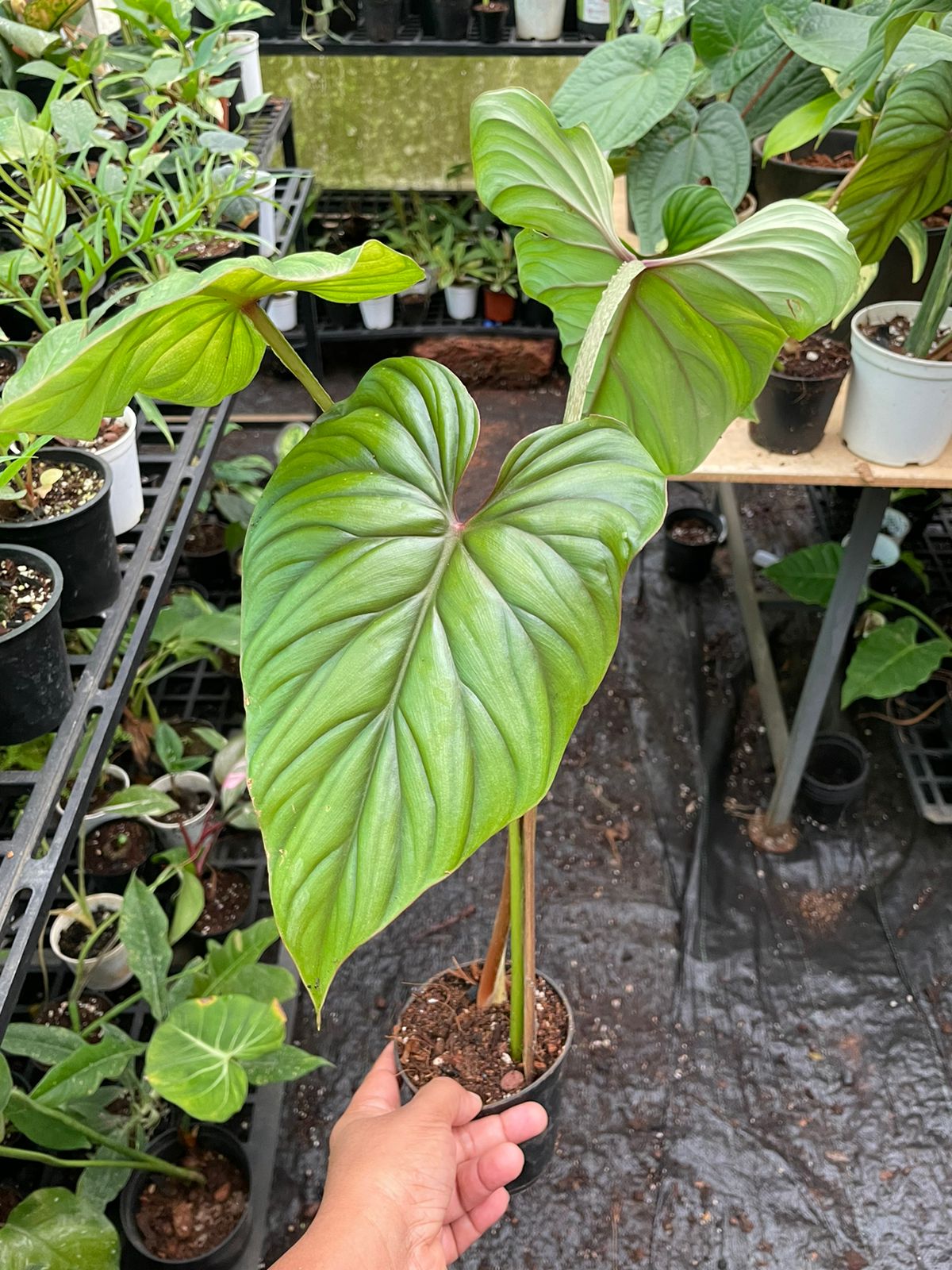 Philodendron Plowmani Blackface 'Big'