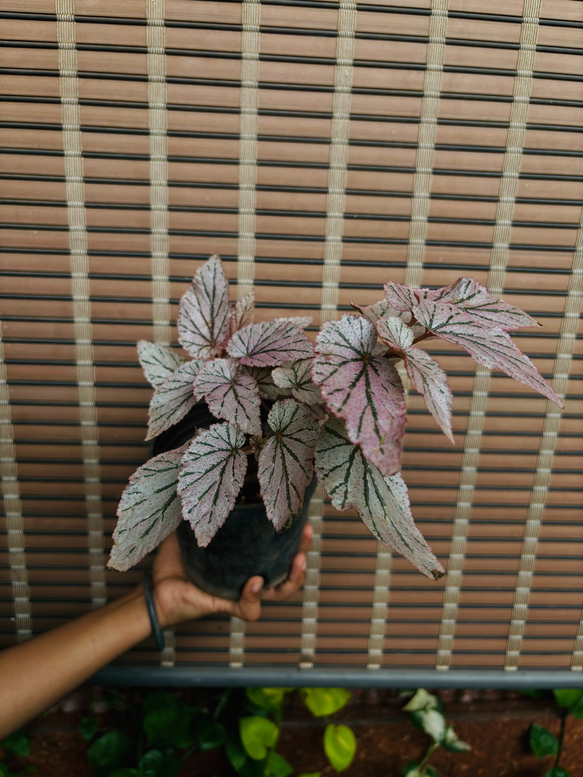 Begonia Maurice Amey 'Single Shoot'