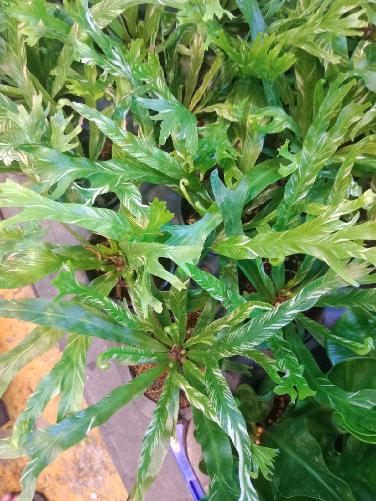 Bird’s Nest Fern Variegated