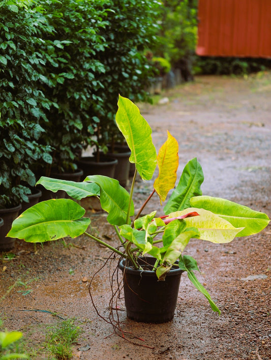 Philodendron Painted Lady 4 ft XL plant