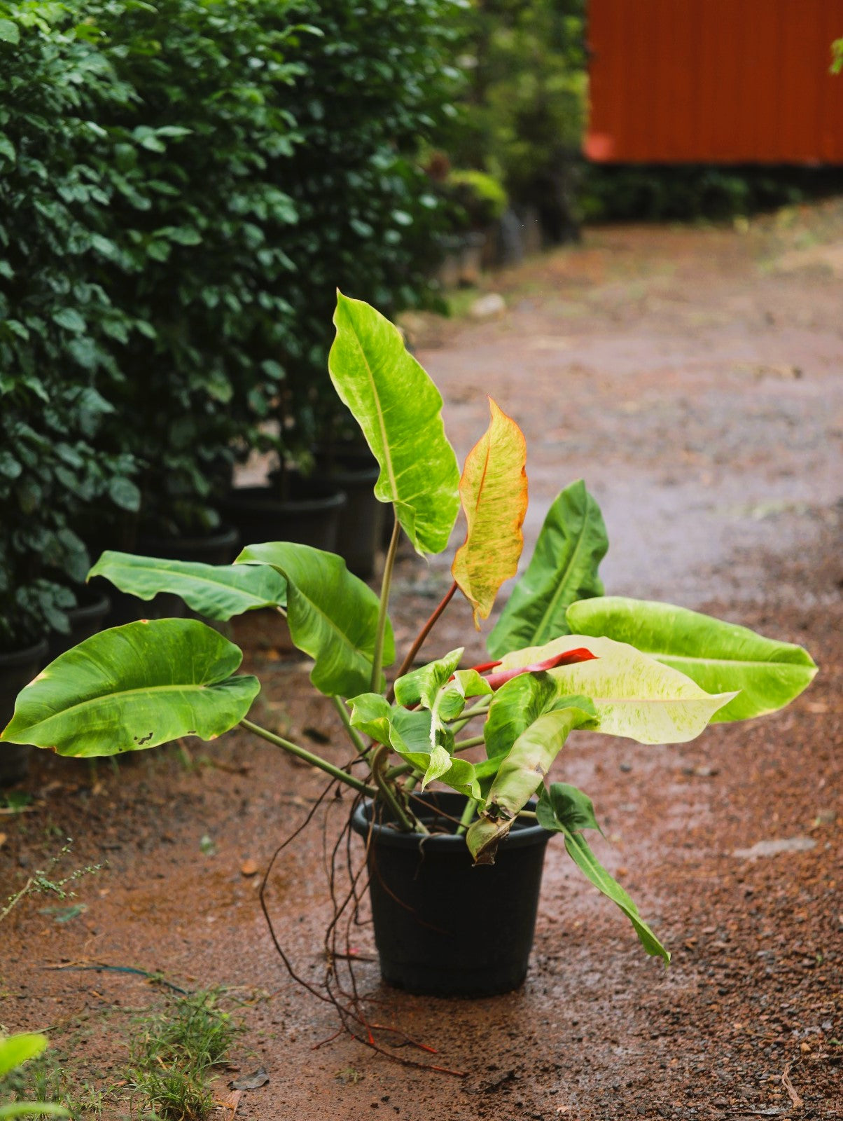 Philodendron Painted Lady 4 ft XL plant