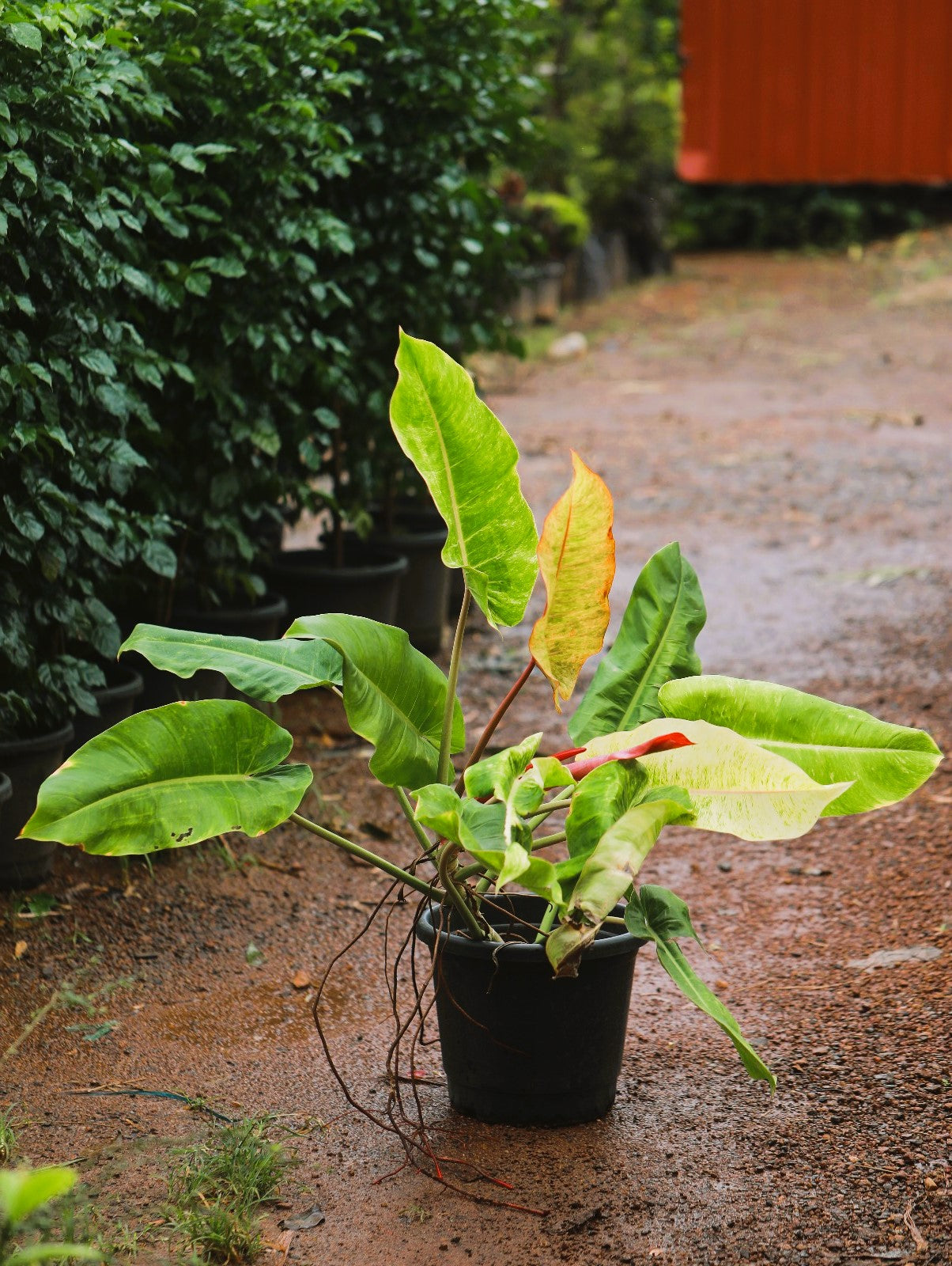 Philodendron Painted Lady 4 ft XL plant