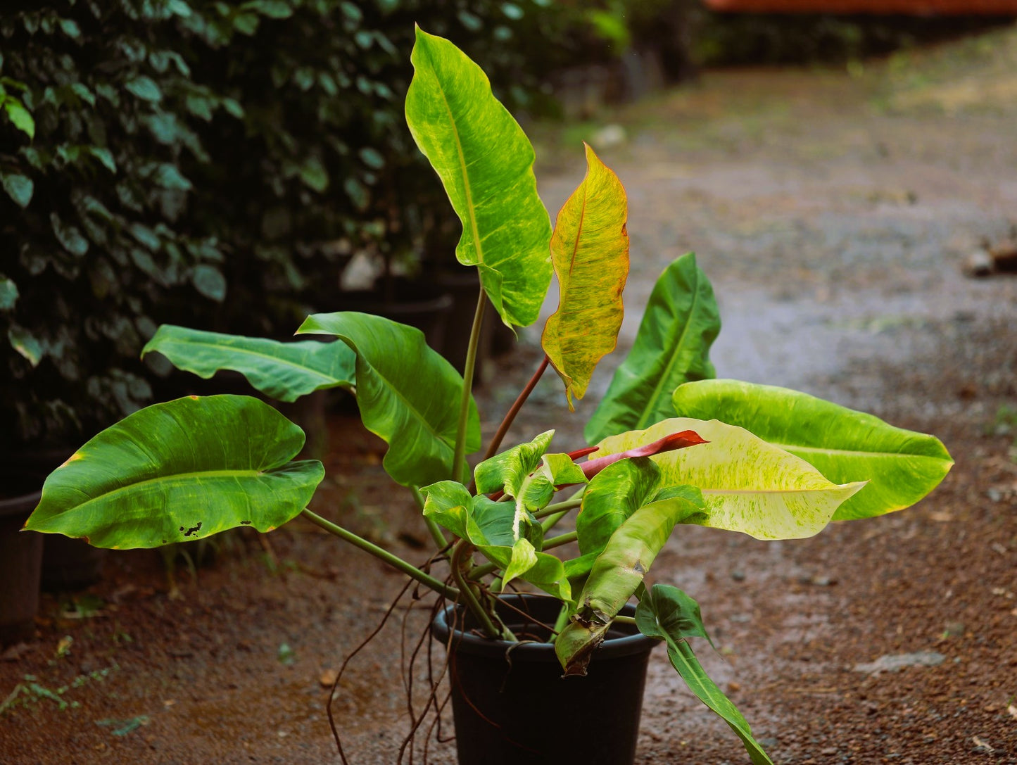 Philodendron Painted Lady 4 ft XL plant