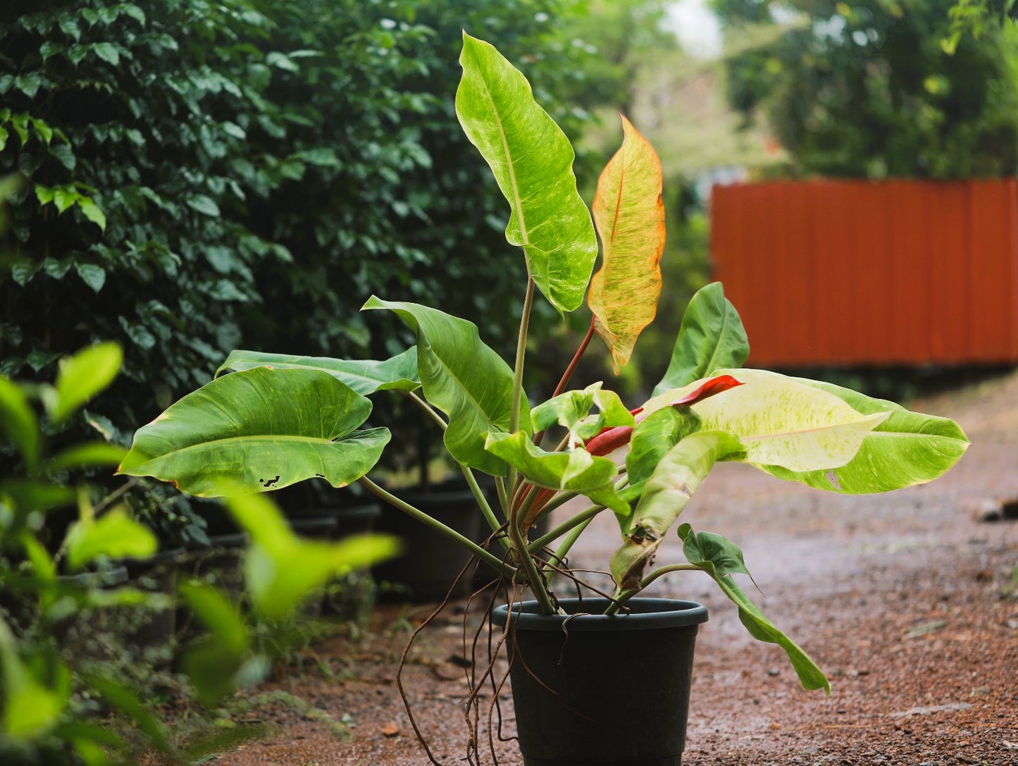 Philodendron Painted Lady 4 ft XL plant