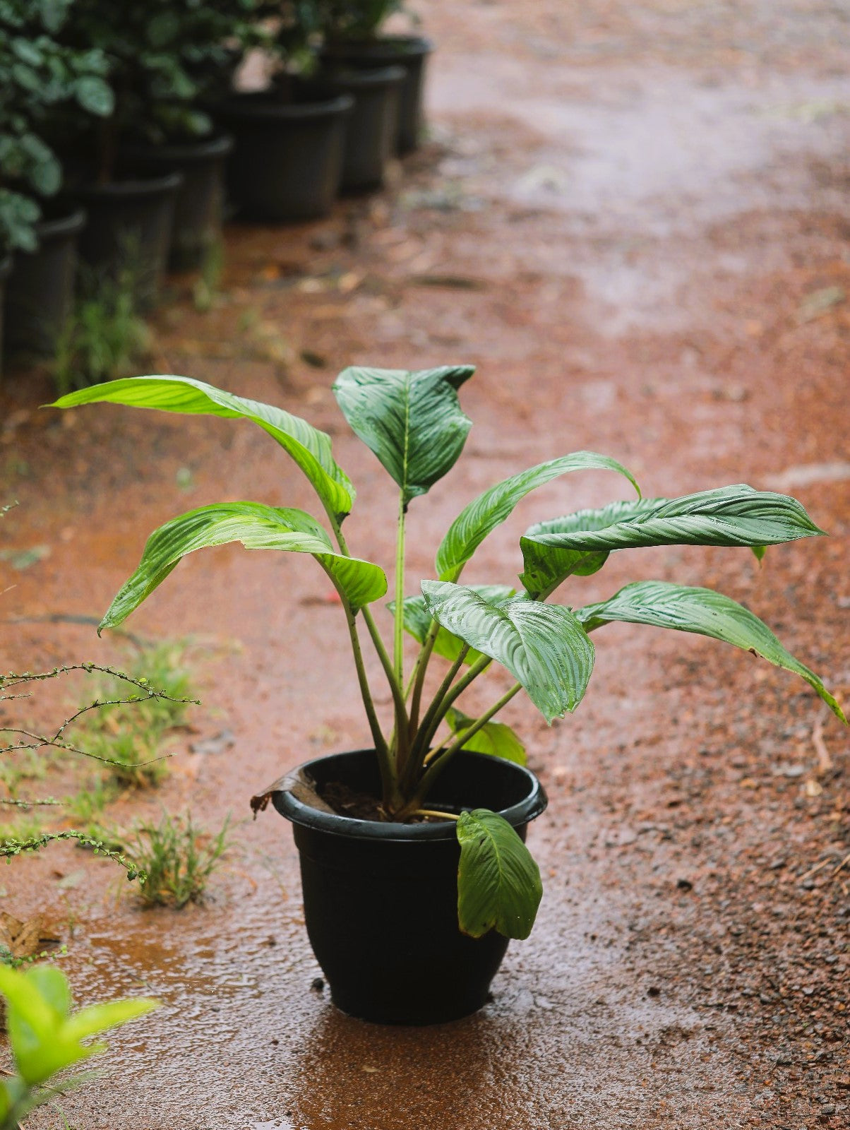 Bat Flower (Tacca Chantrieri) 3 ft XL plant