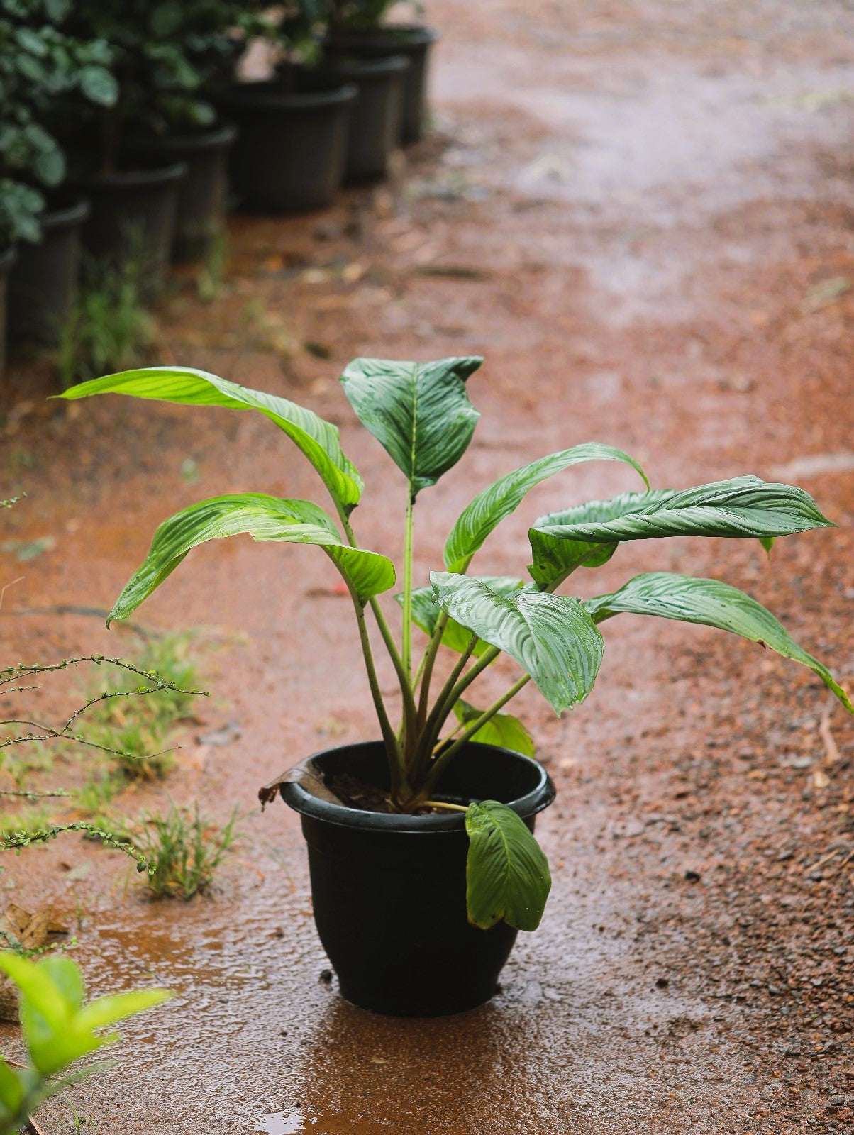 Bat Flower (Tacca Chantrieri) 3 ft XL plant