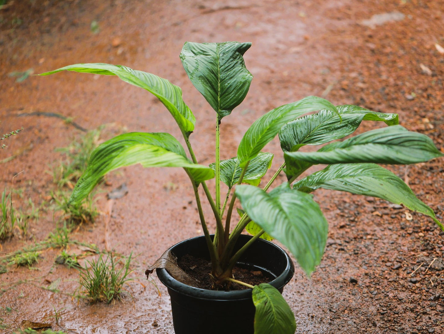 Bat Flower (Tacca Chantrieri) 3 ft XL plant