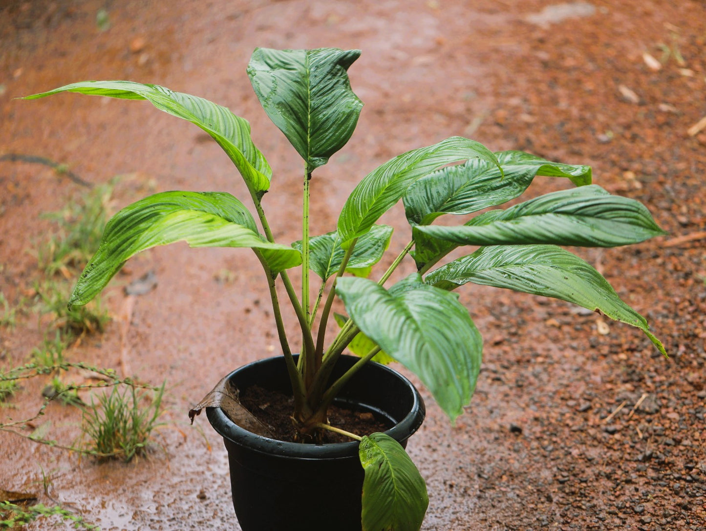 Bat Flower (Tacca Chantrieri) 3 ft XL plant