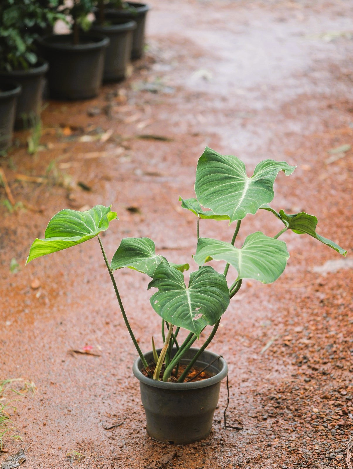 Philodendron Gloriosum 4 ft XL Plant