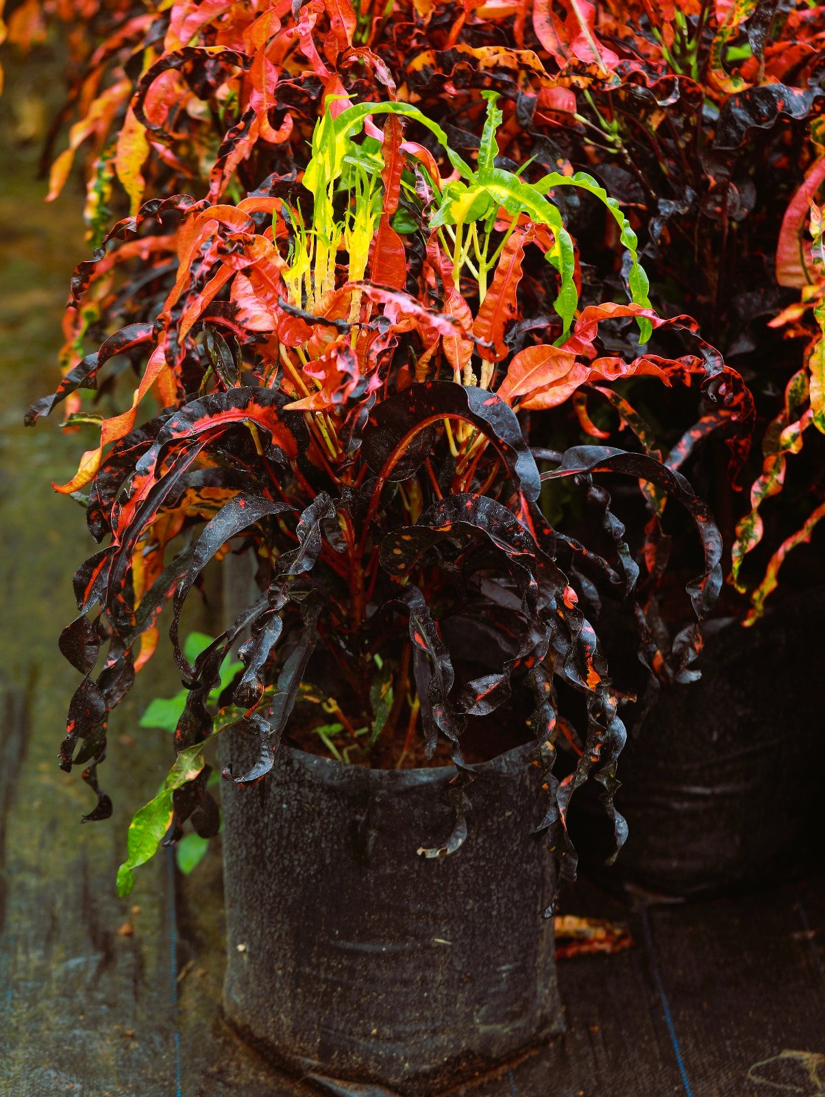 Croton Dreadlocks 4 ft XL plant