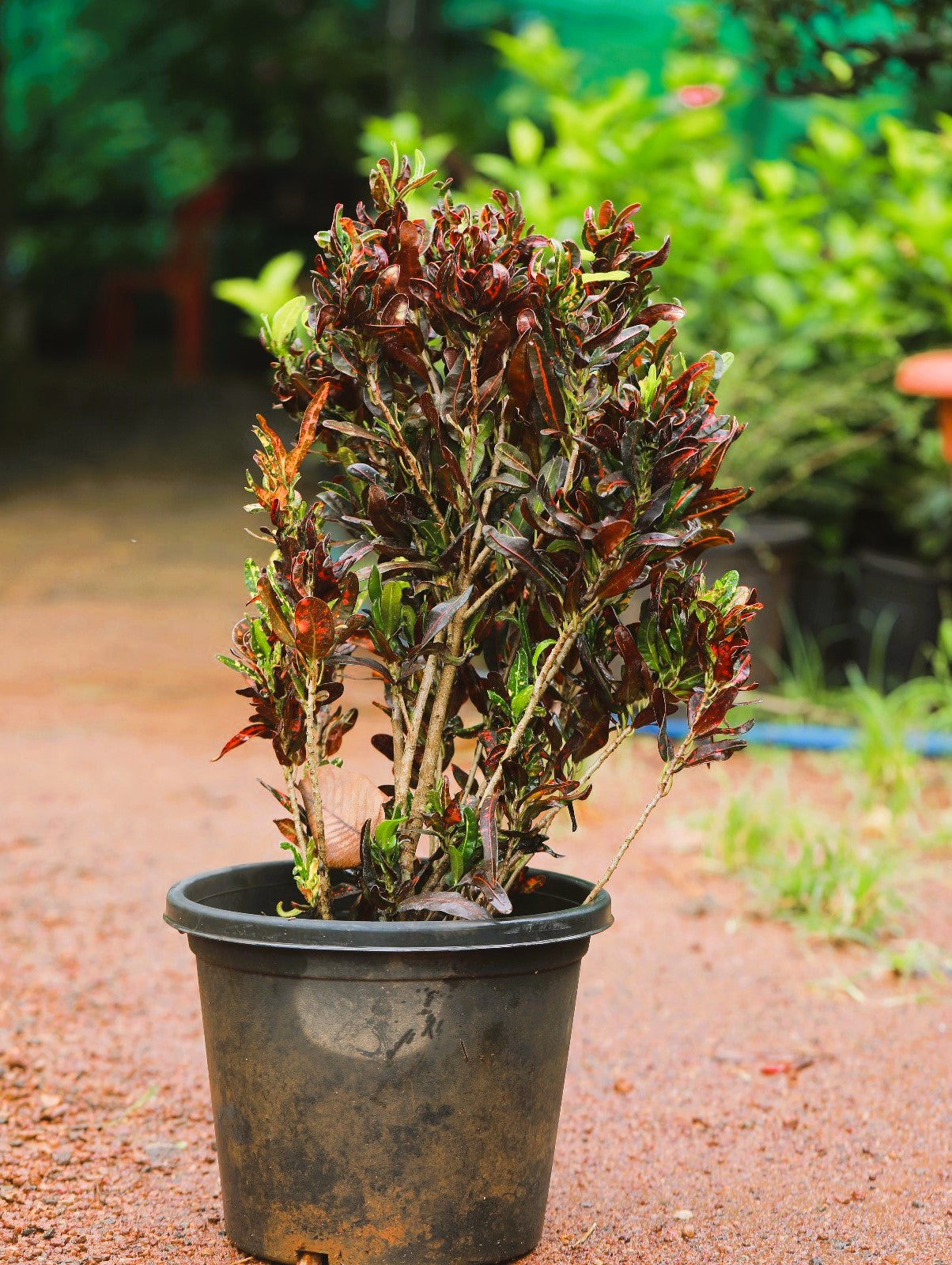 Croton Mammy 4 ft XL plant