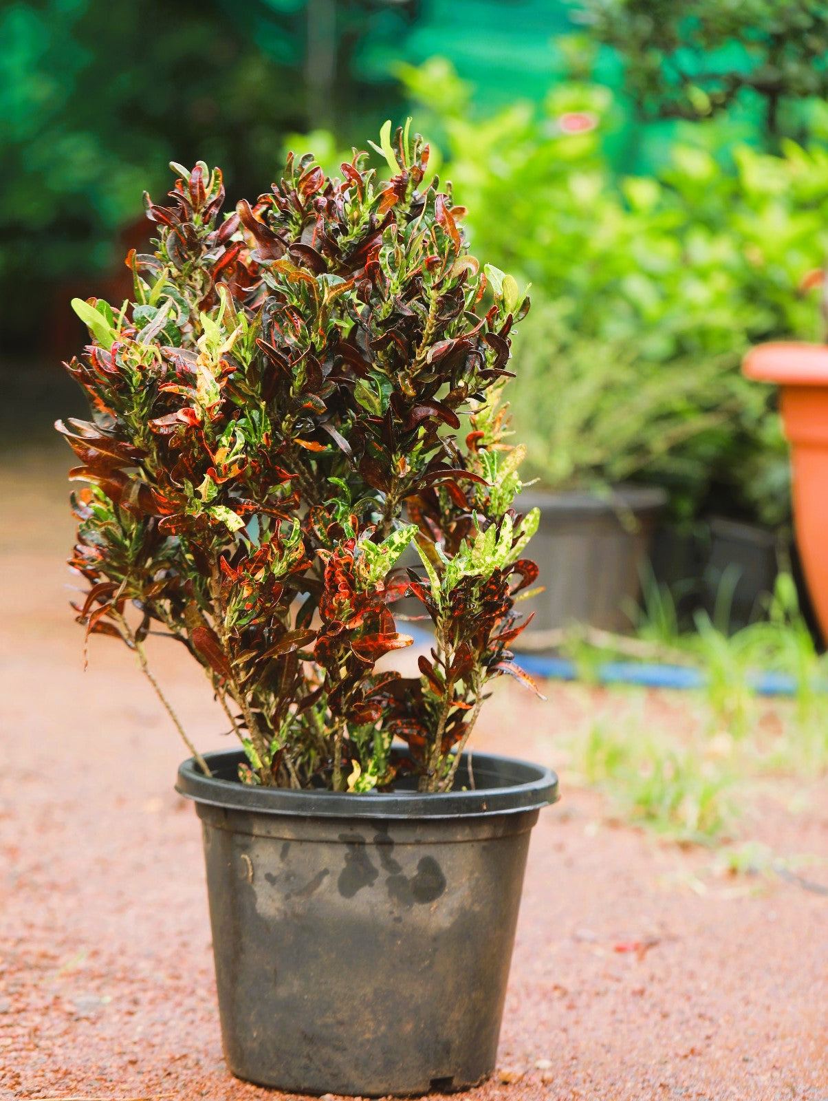 Croton Mammy 4 ft XL plant