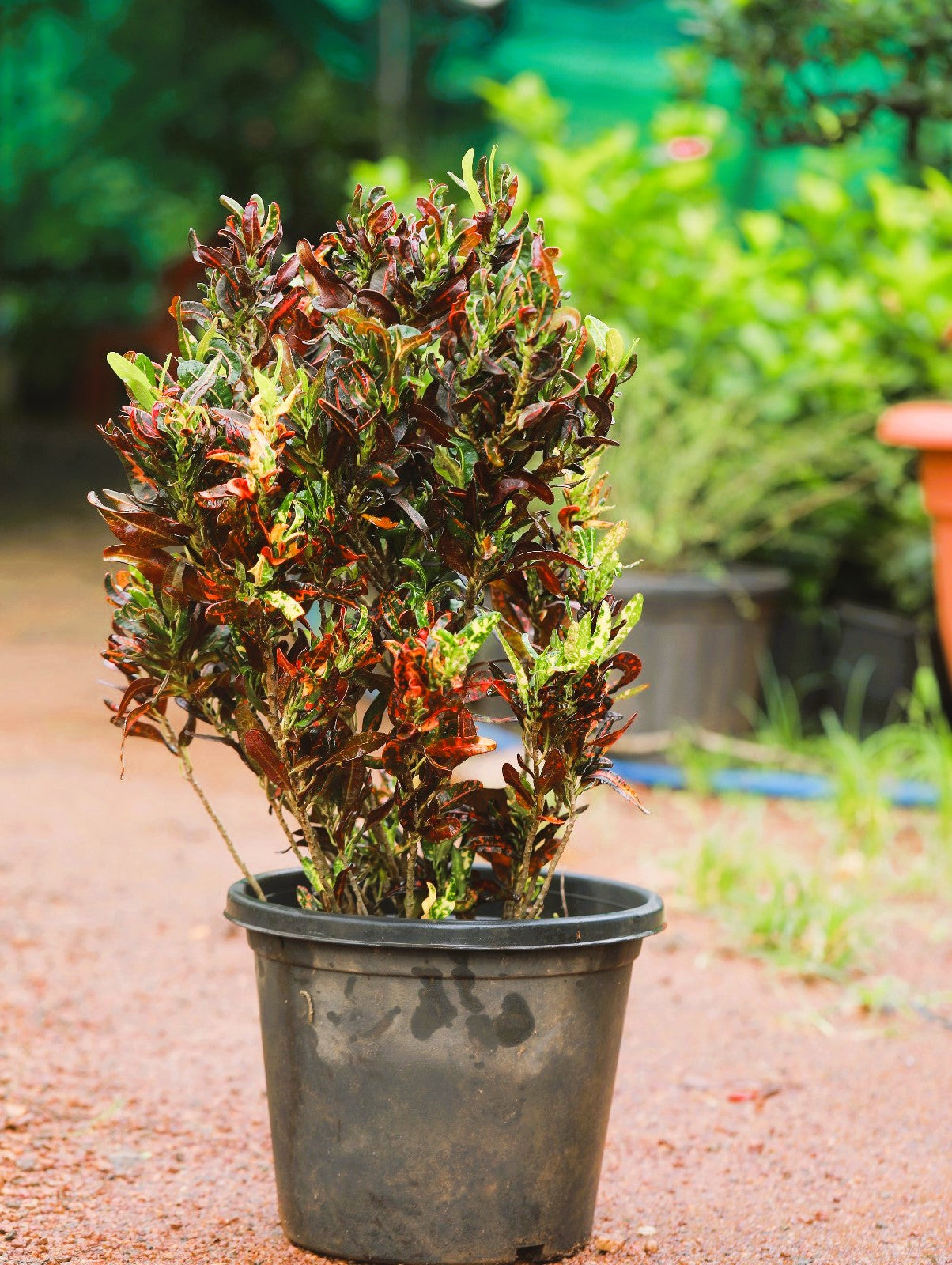 Croton Mammy 4 ft XL plant