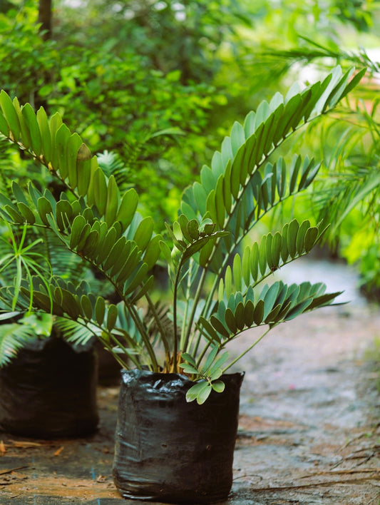 Zamia Cycas 4 ft XL plant