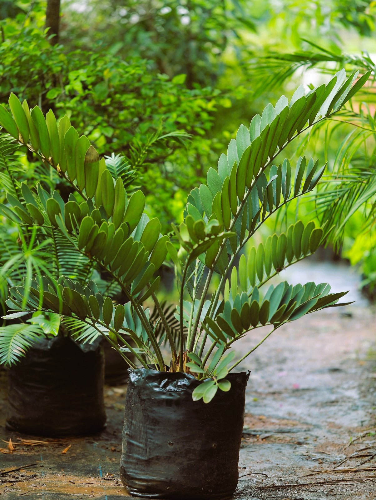 Zamia Cycas 4 ft XL plant