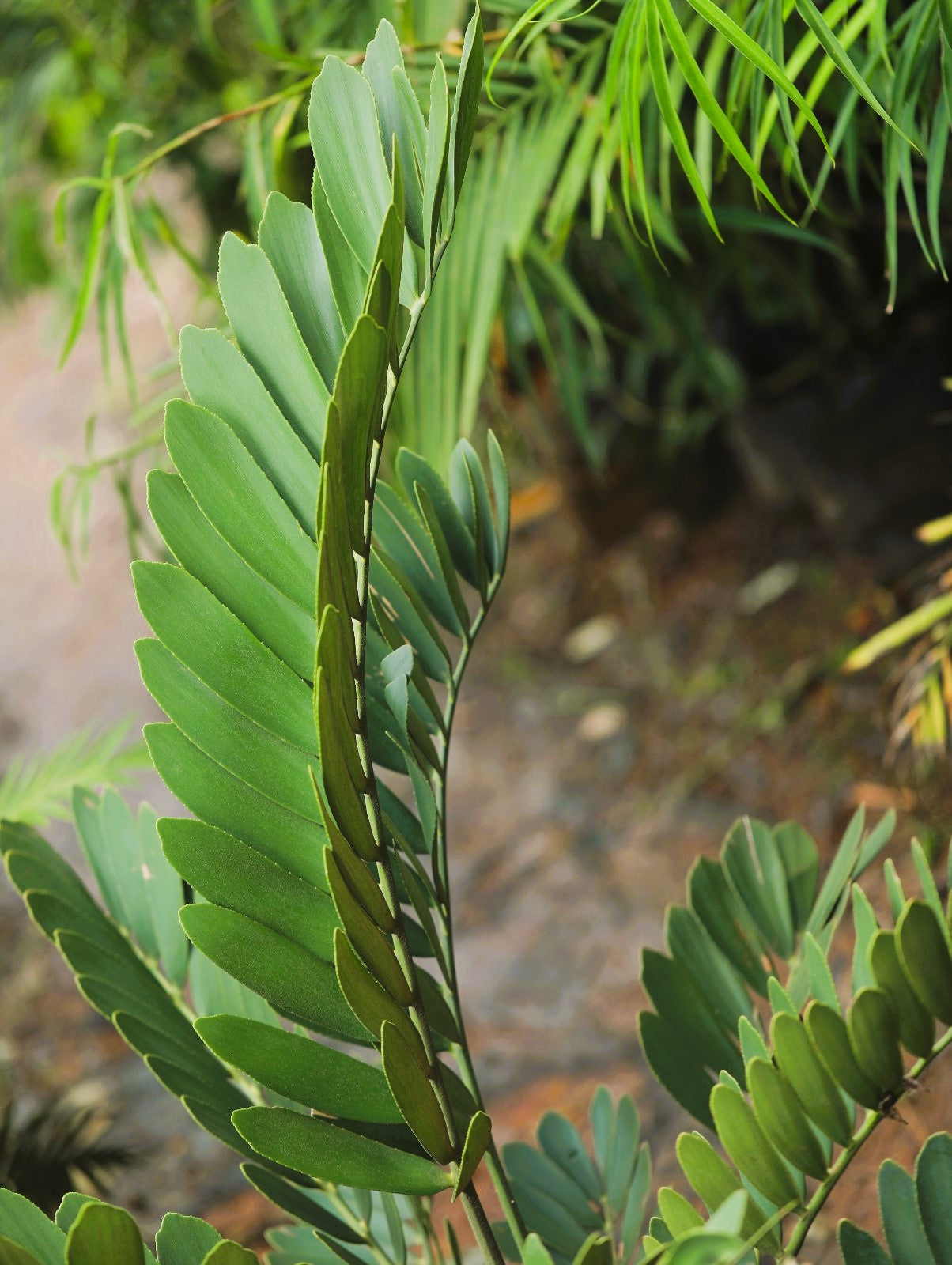 Zamia Cycas 4 ft XL plant