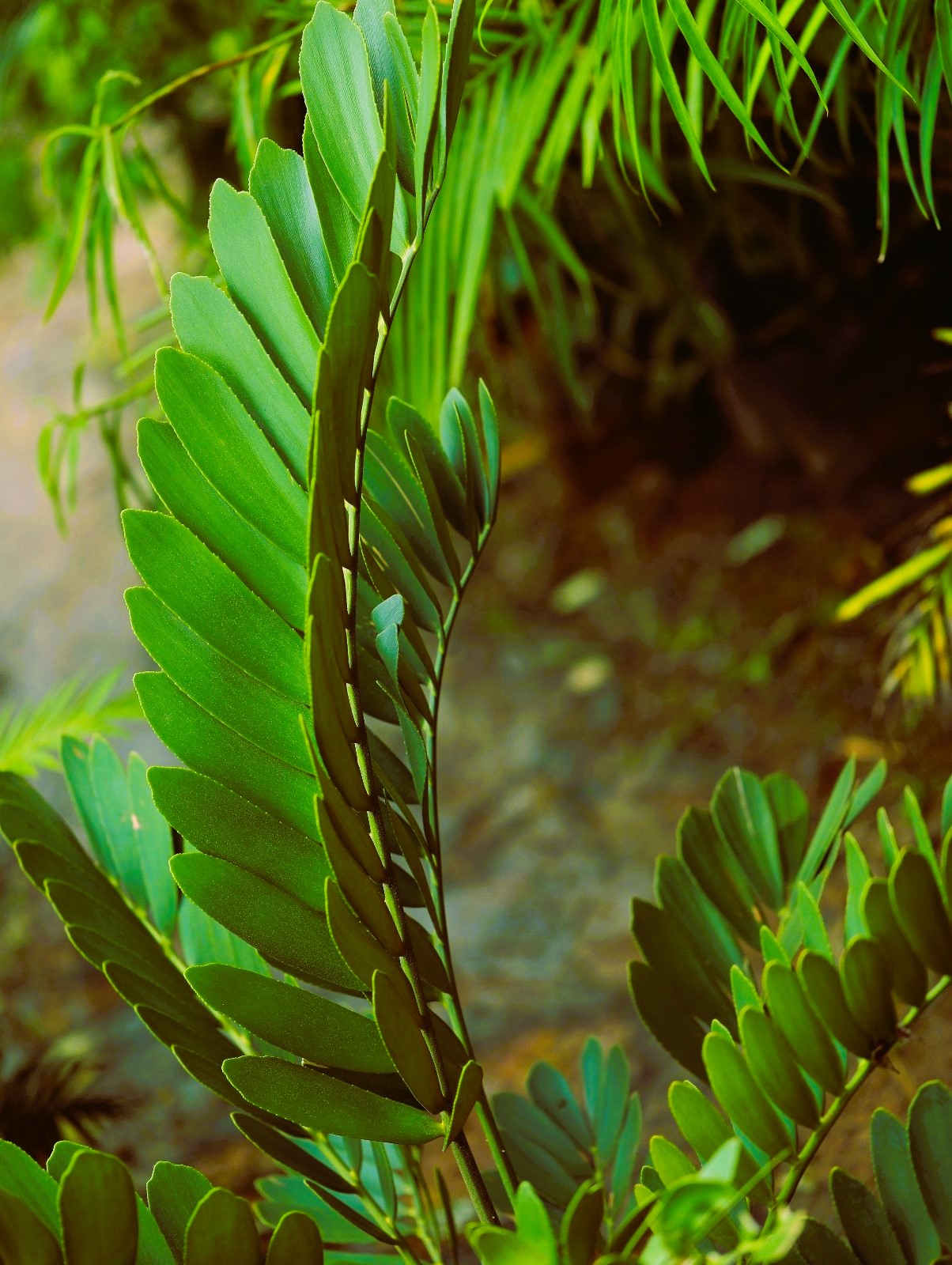 Zamia Cycas 4 ft XL plant