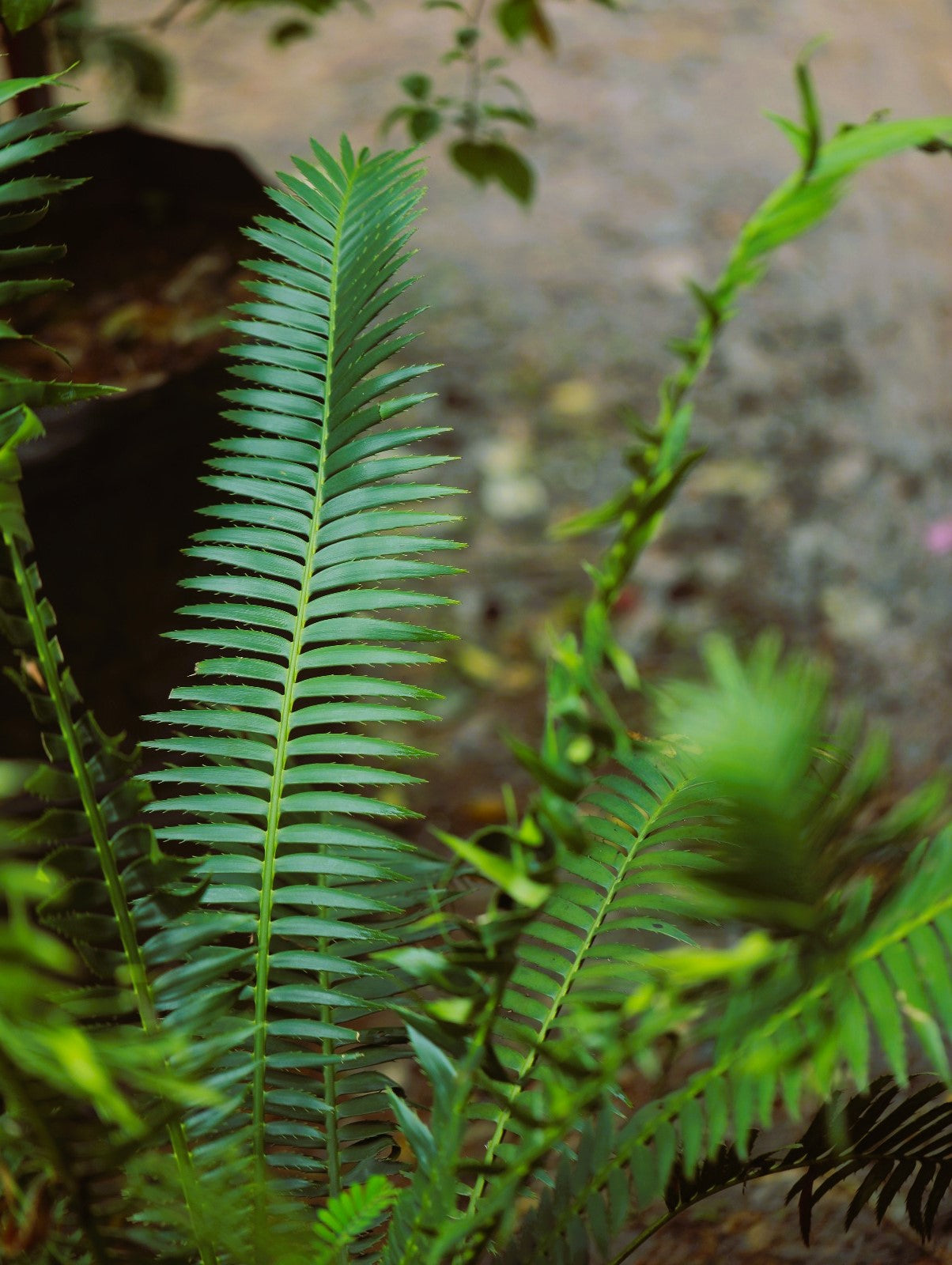 Dioon Cycas 4 ft XL plant