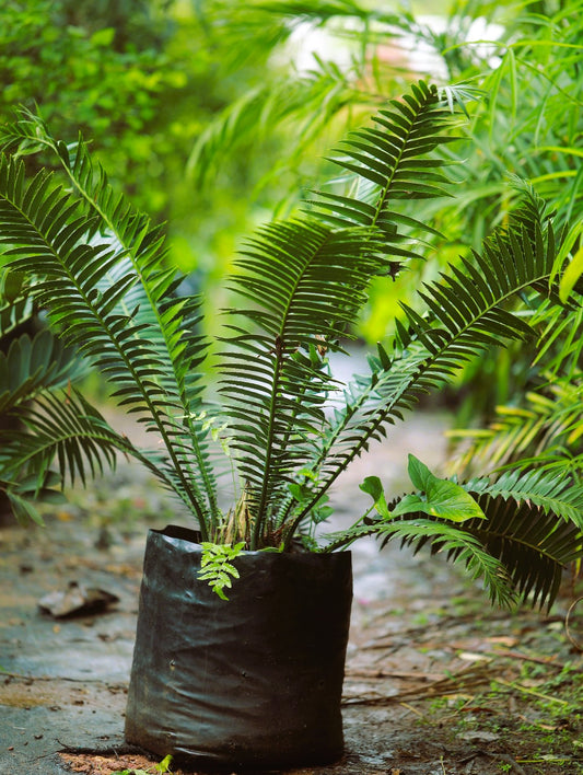 Dioon Cycas 4 ft XL plant