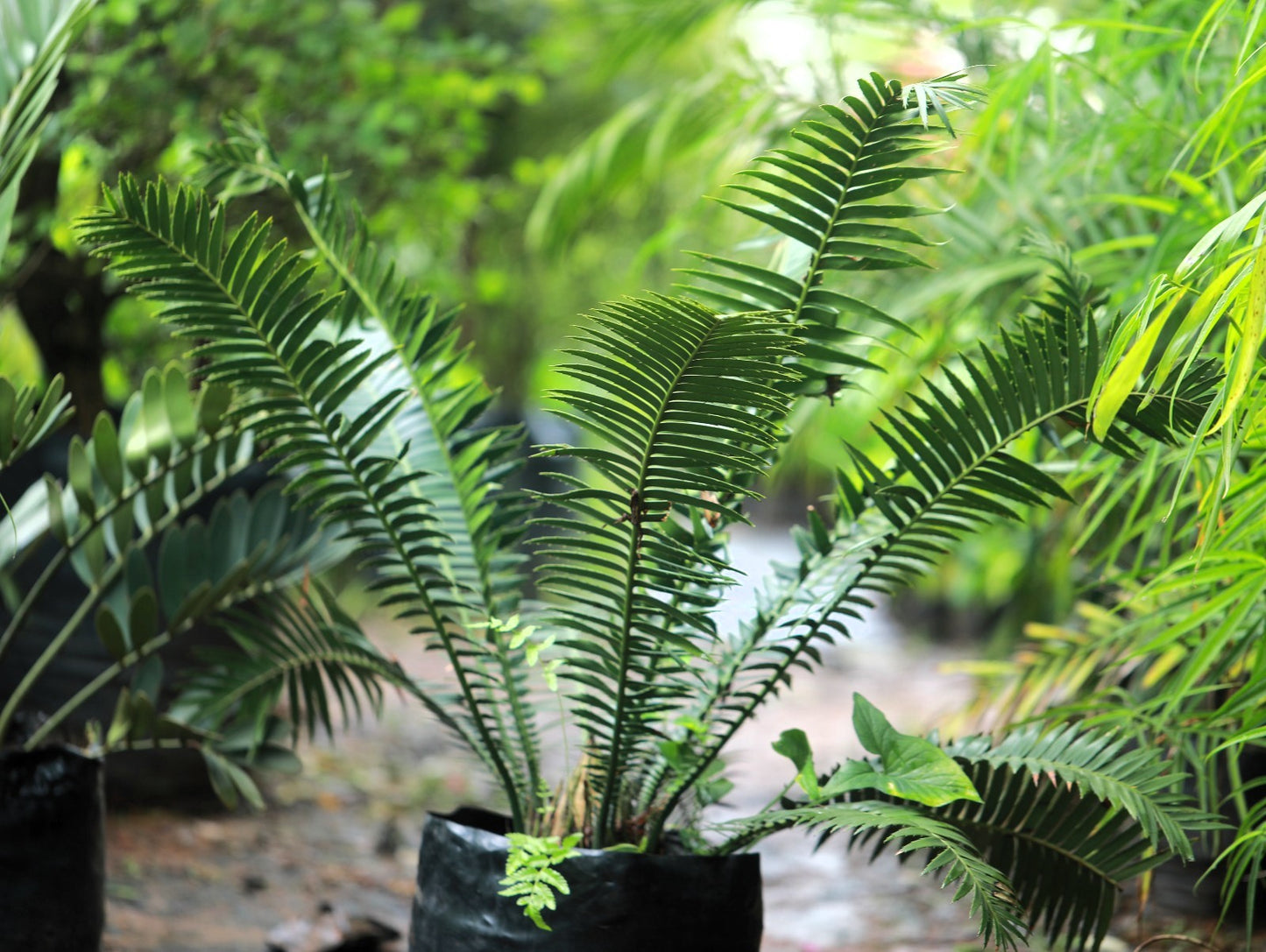 Dioon Cycas 4 ft XL plant