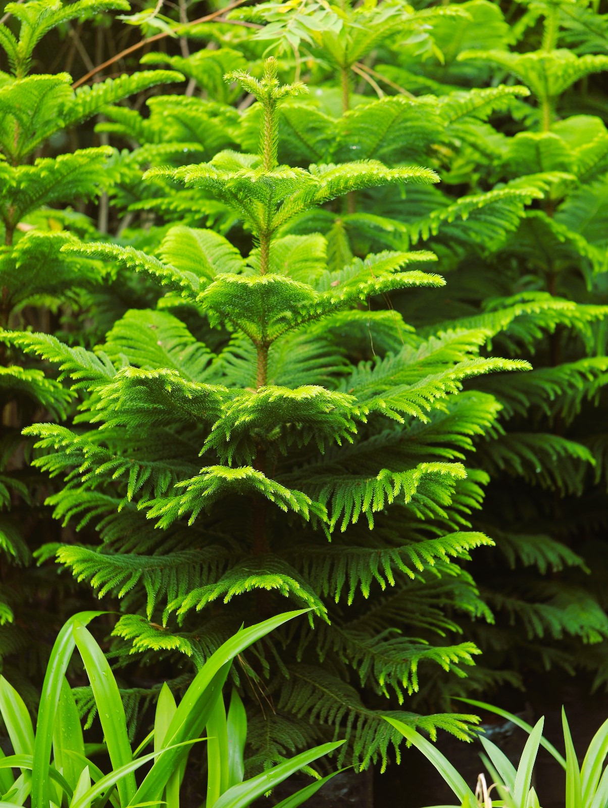 Araucaria ( Christmas ) Tree 4 ft XL plant