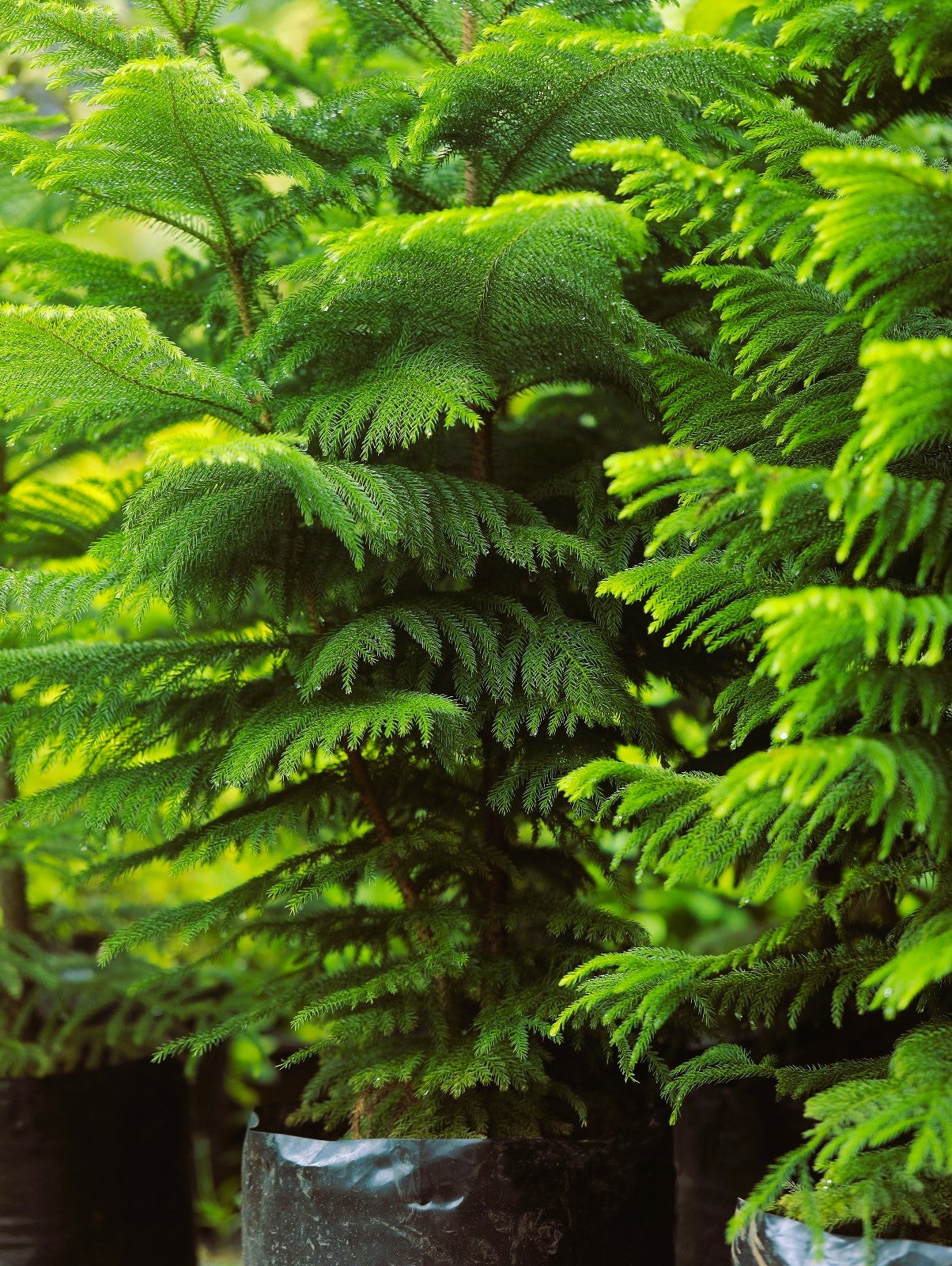 Araucaria ( Christmas ) Tree 4 ft XL plant