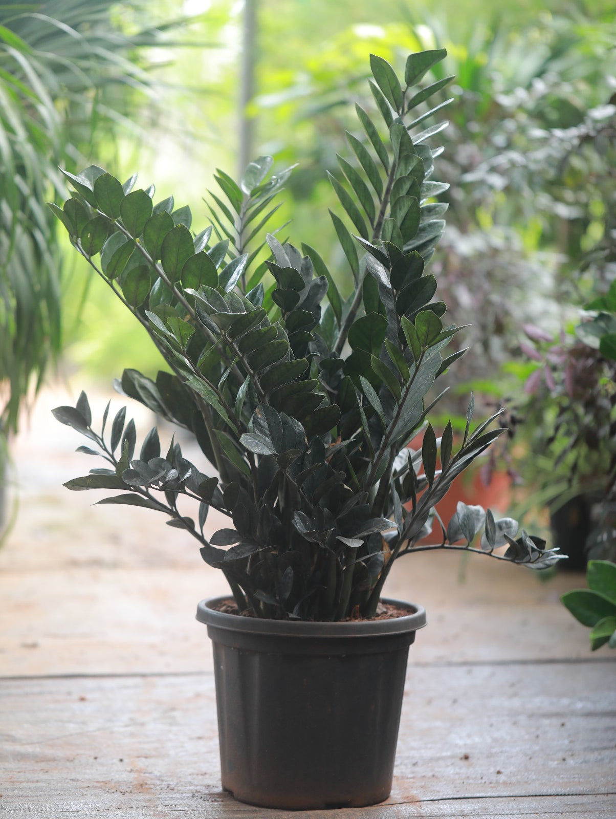 ZZ Raven Black 4 ft XL Plant