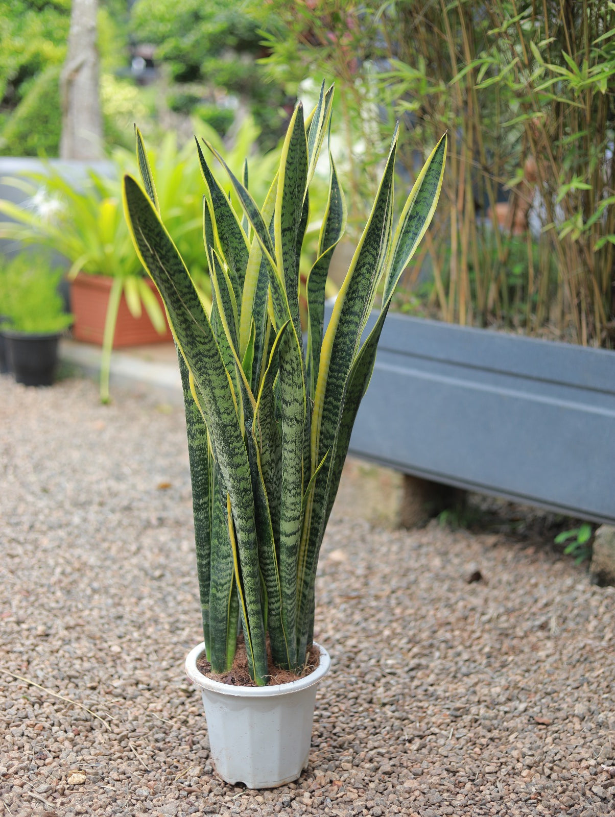 Sansevieria Laurentii 4 ft Bushy XL Plant