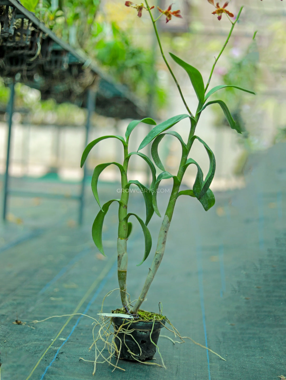 Dendrobium Brown Twist