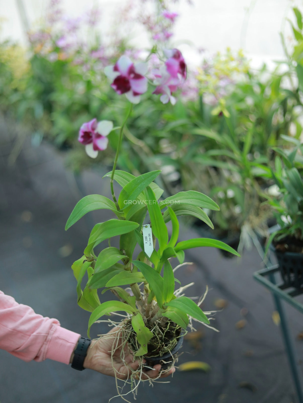 Dendrobium Alien