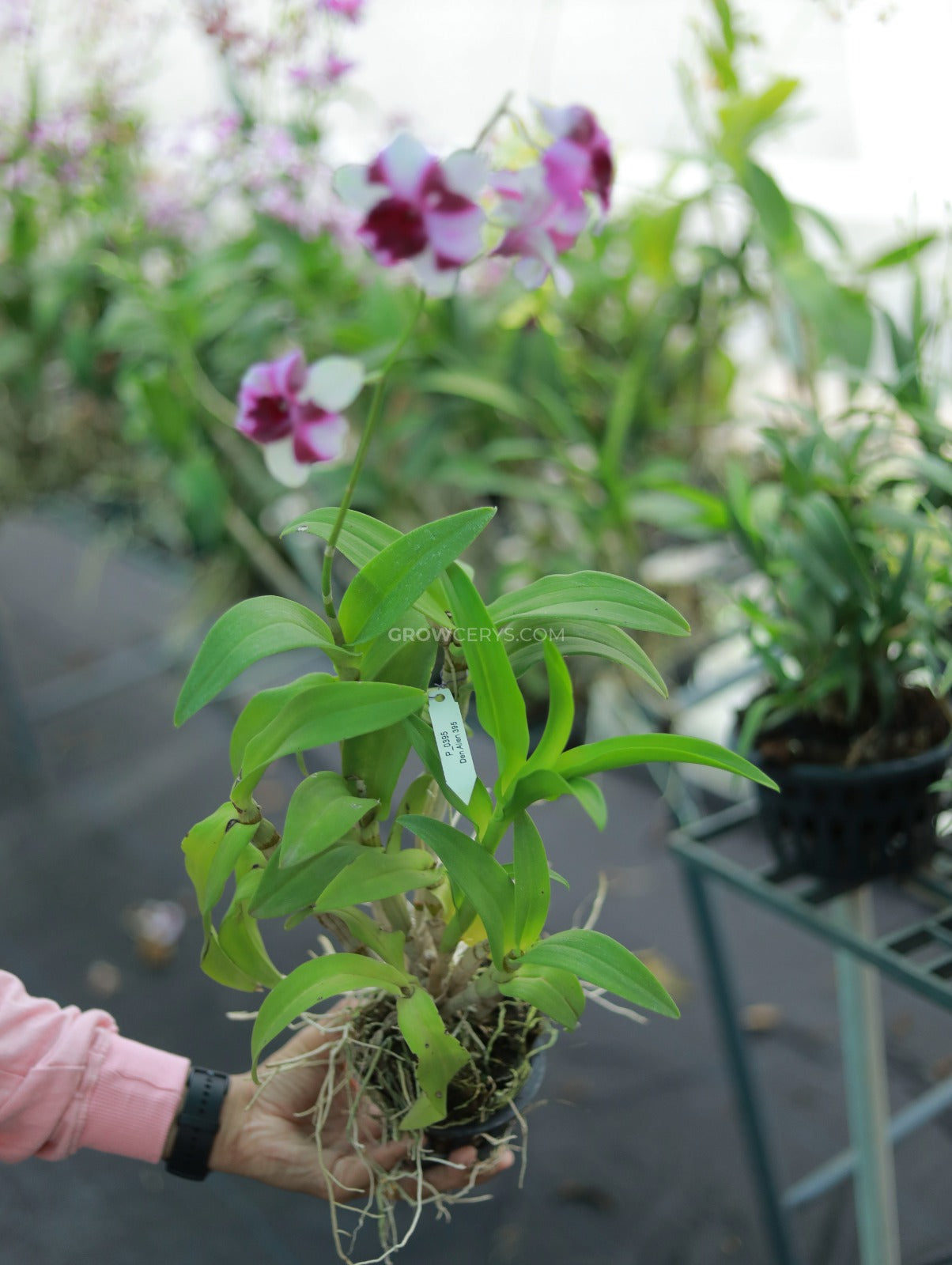 Dendrobium Alien