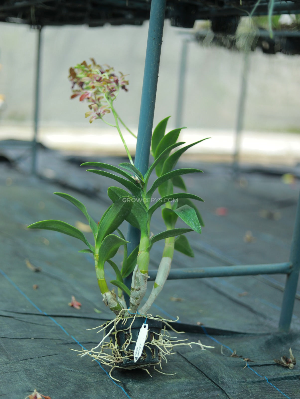 Dendrobium Brown Purple Lip