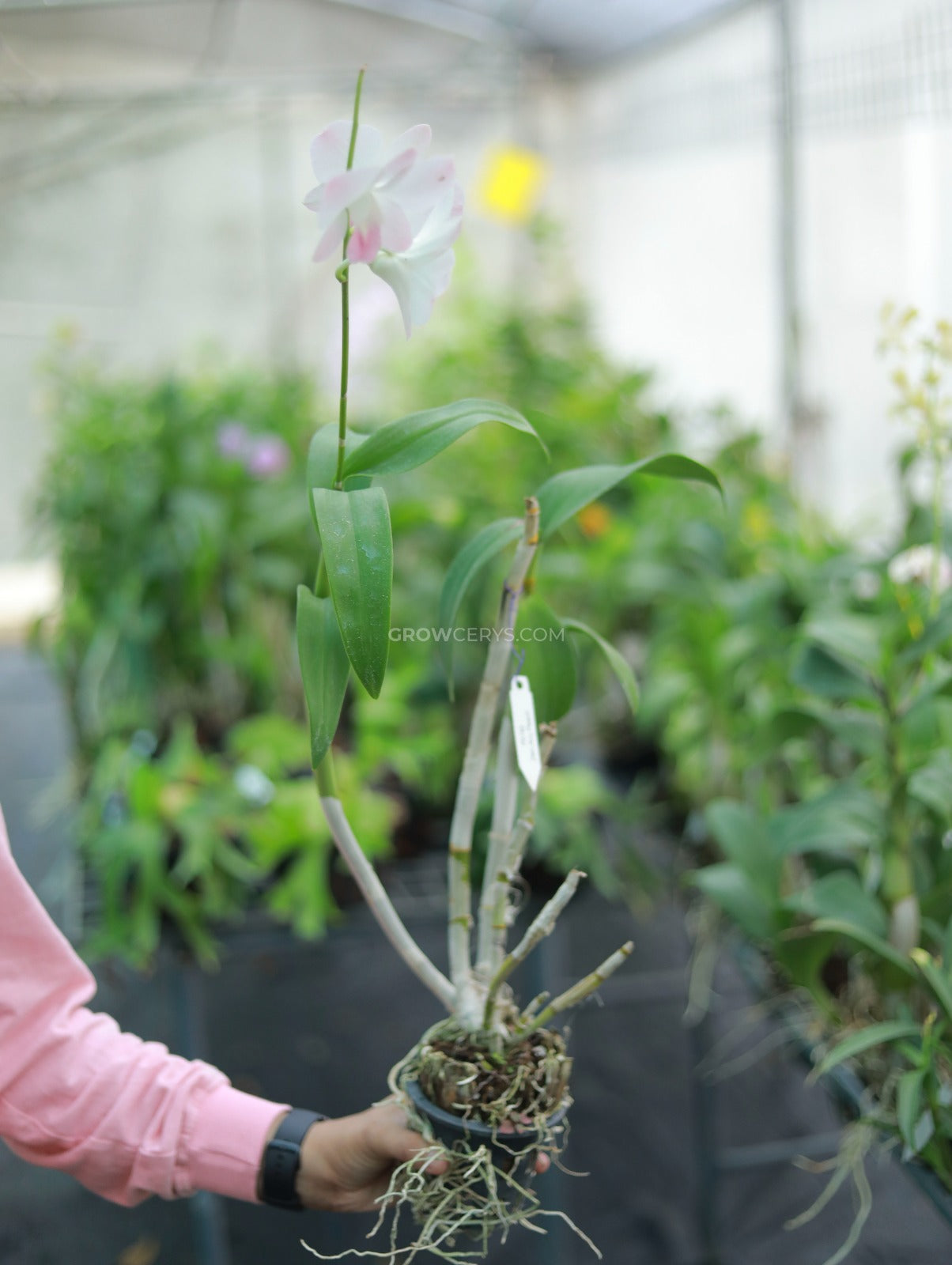 Dendrobium Airy Peach