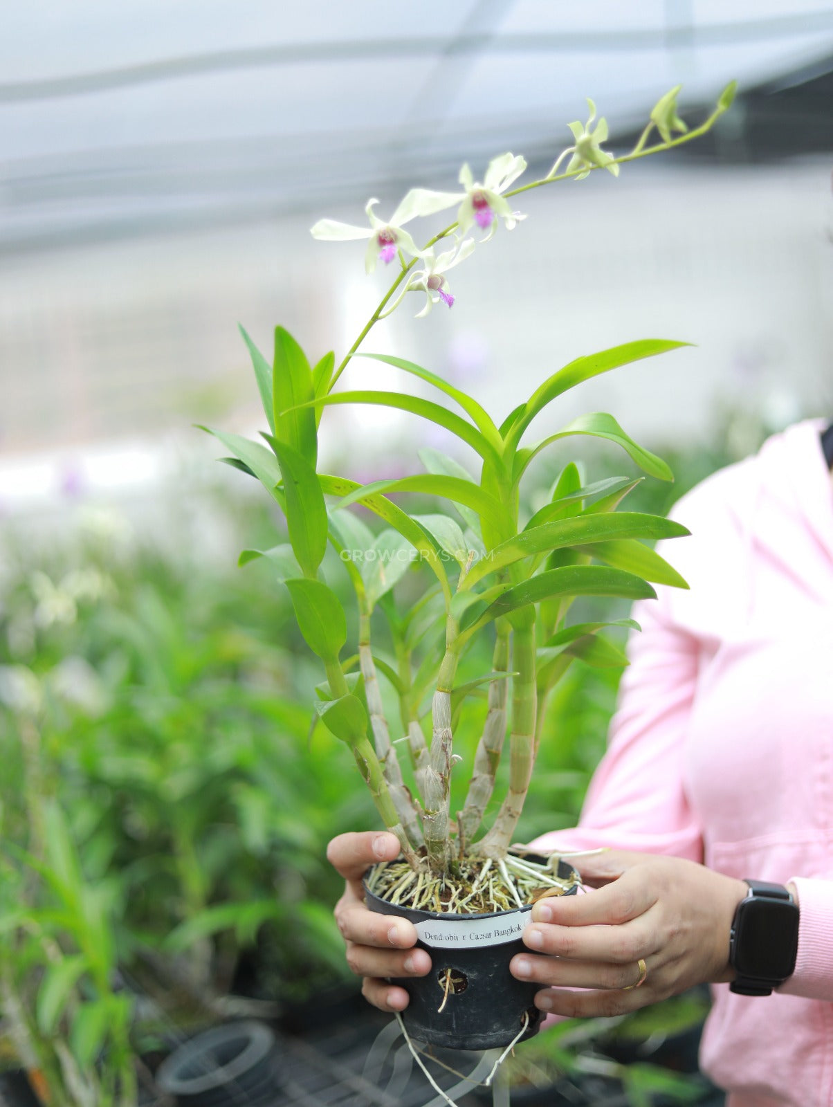 Dendrobium Caeser Chaid